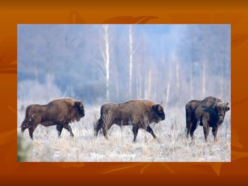 ЗУБР Чернобыль. Европейский Бизон Чернобыль. Животные в зоне отчуждения Чернобыльской АЭС. Зубры в Чернобыльской зоне.