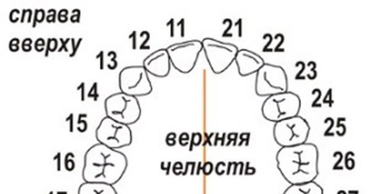 Нумерация зубов в стоматологии схема у взрослых. Нумерация зубов нижней челюсти человека. Нумерация зубов верхней челюсти. Зубные ряды нумерация зубов. Зубы нижняя челюсть нумерация зубов.