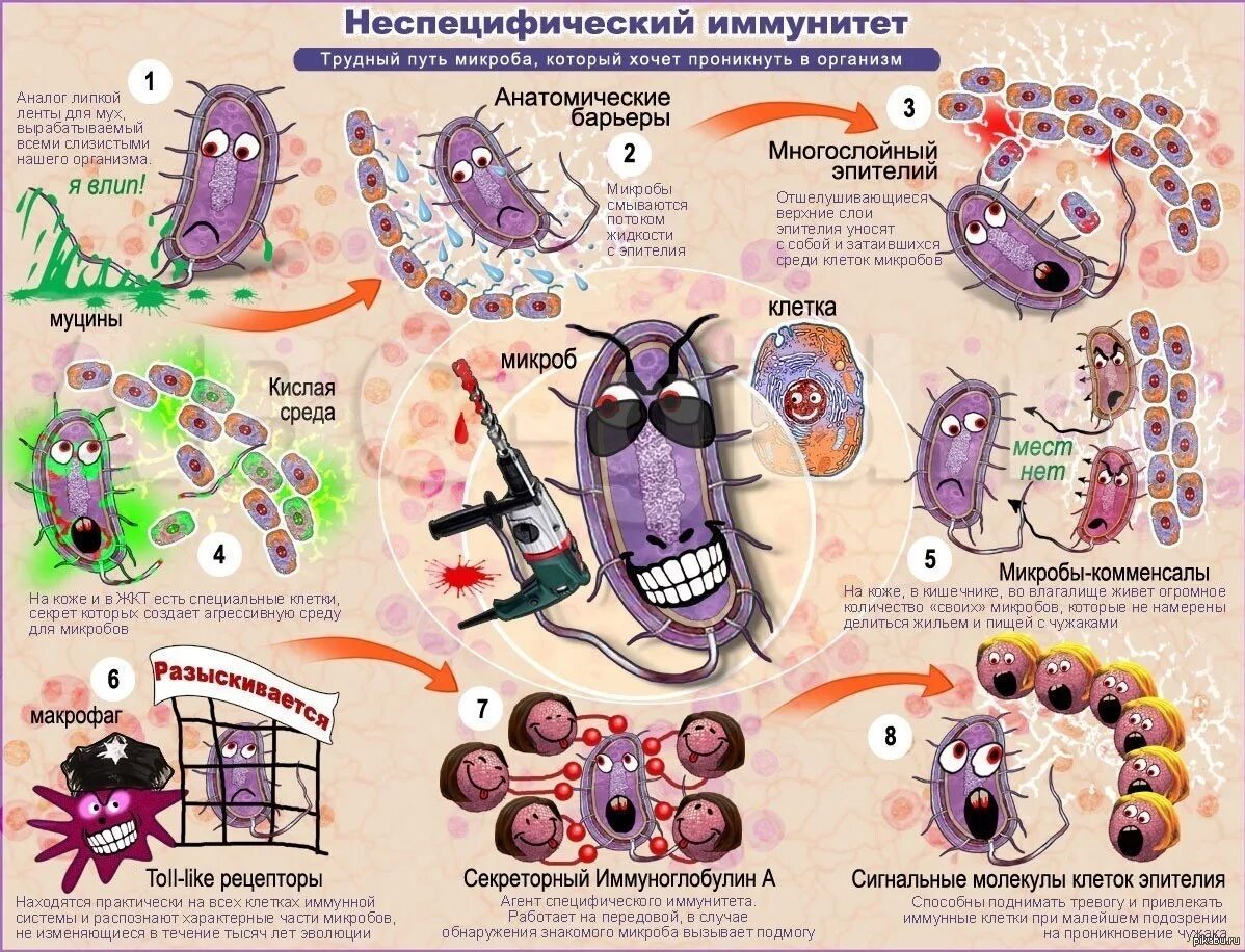 Плакаты по микробиологии. Плакат бактерии. Вирусы и бактерии плакат. Плакат по биологии. Сложным путем и просто