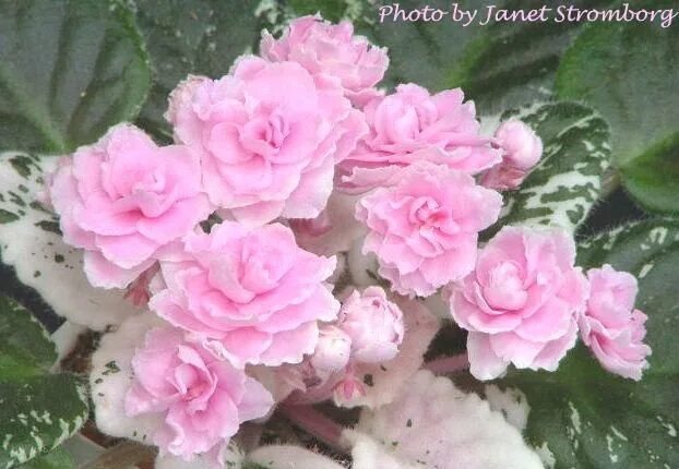 Rose Bouquet African Violets Saintpaulia, Trees to plant, Rose bouquet