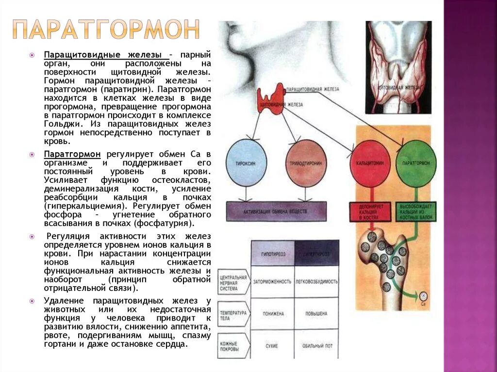 Интактный паратиреоидный гормон. Паратгормон гормон физиология. Паратгормон функции физиология. Паратгормон паращитовидной железы. Секреция паратгормона.