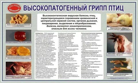 Болезнь птичий грипп