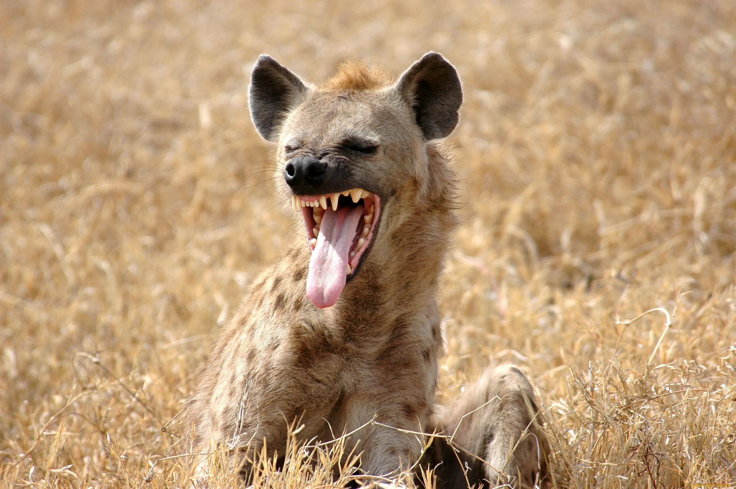 Spotted hyena. гиена африканская. гиена спотт. лена гиена. какие звуки издают гиены.