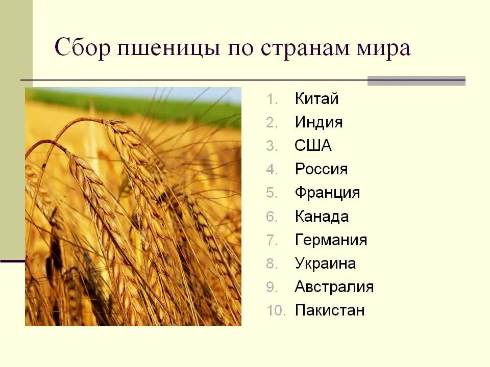 Страны выращивающие пшеницу. Страны с выращиванием пшеницы. Страны выращивающие зерновых. Страны где растет пшеница. Пшеничные страны
