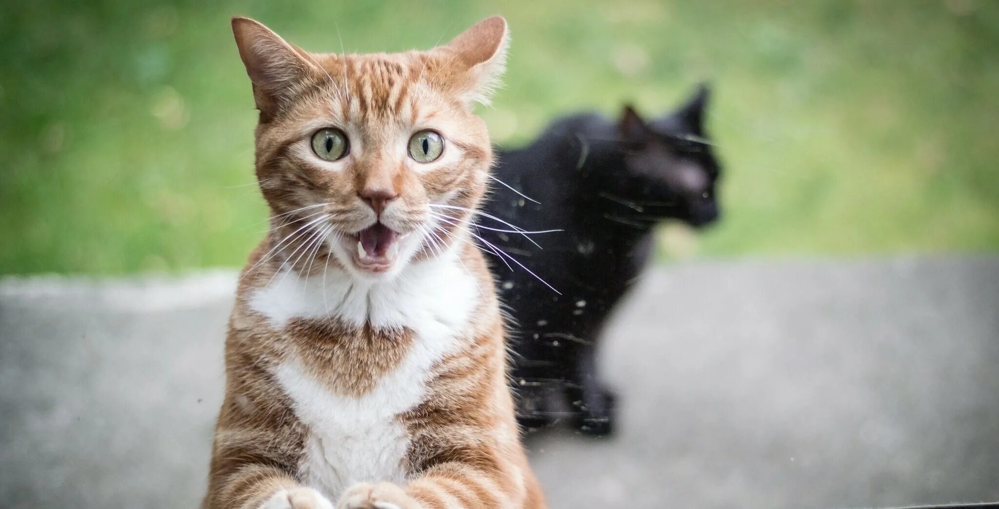 Surprised animal. Surprised animal. Удивленный кот. Животное улыбается. Испуганный кот.