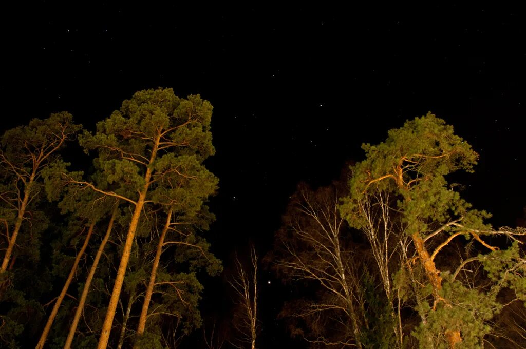 сосны вечером. еловый лес. вечерний лес. «ночь в лесу». сосны вечер.