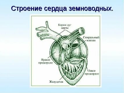 Камеры сердца у земноводных