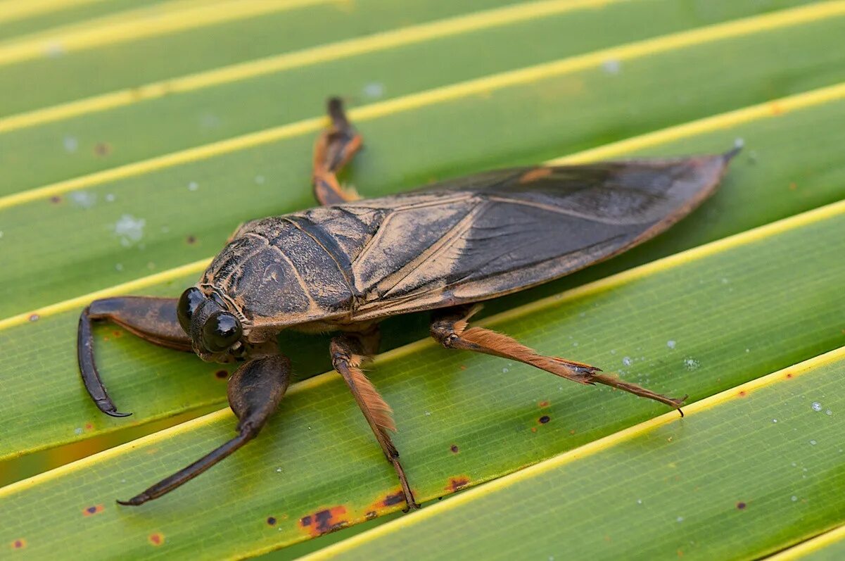 Buzz Killers: 10 Of The World's Biggest, Baddest Bugs Bugs, Insects, Giants
