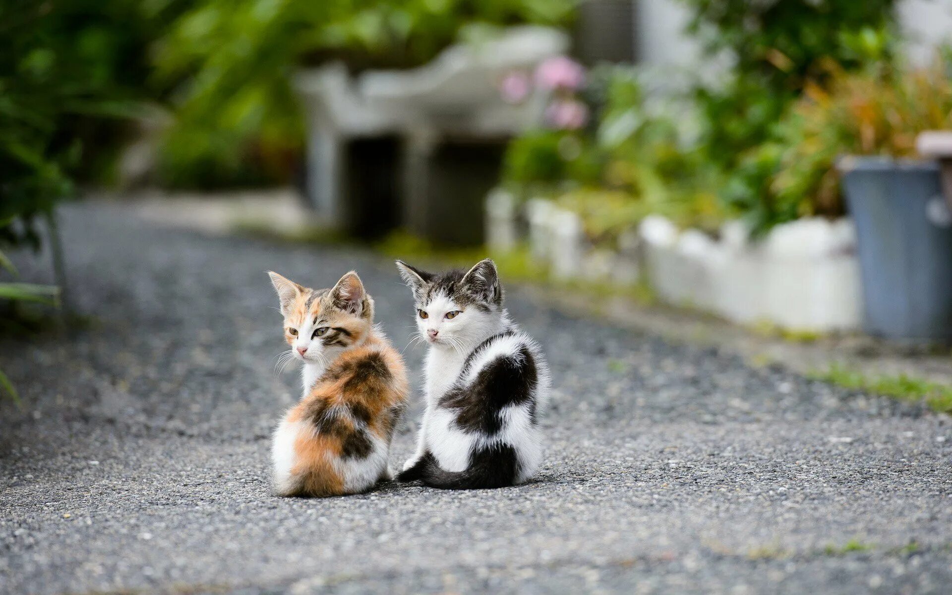 Коты и кошки на улице. Кошки. кошка на улице. котята на рабочий стол. уличные кошки.