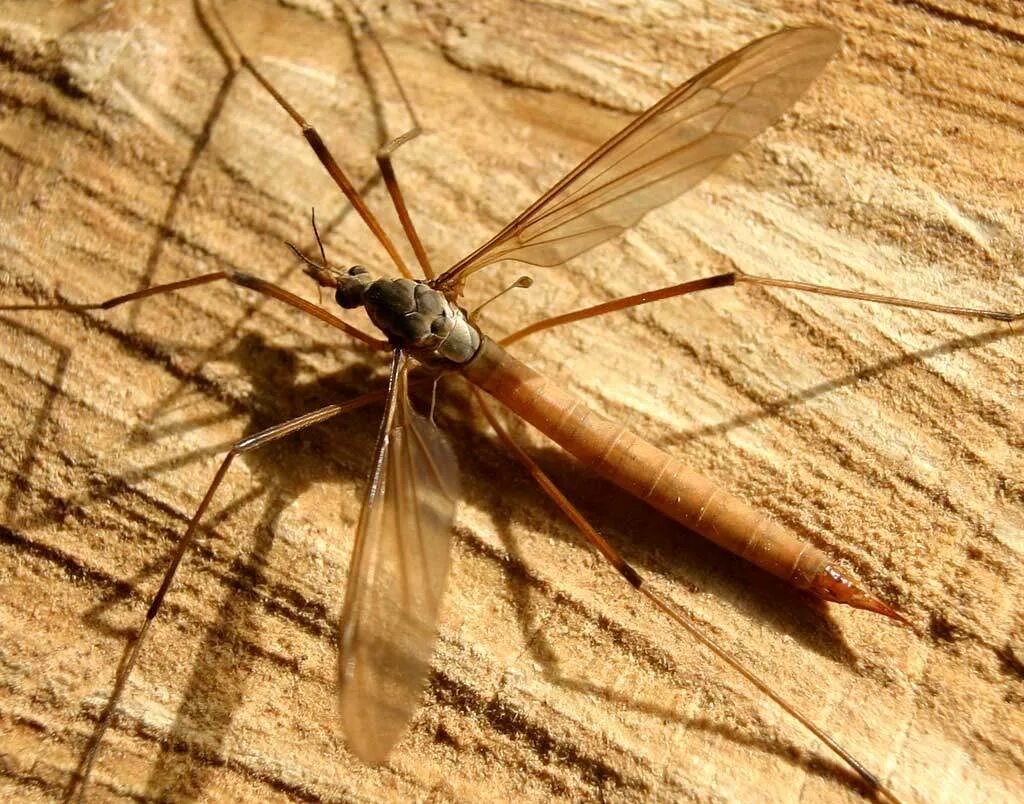 Долгоножка двукрылые. Красный комар долгоножка. Комар гигант - долгоножка. Комар гигант. Муха долгоножка.