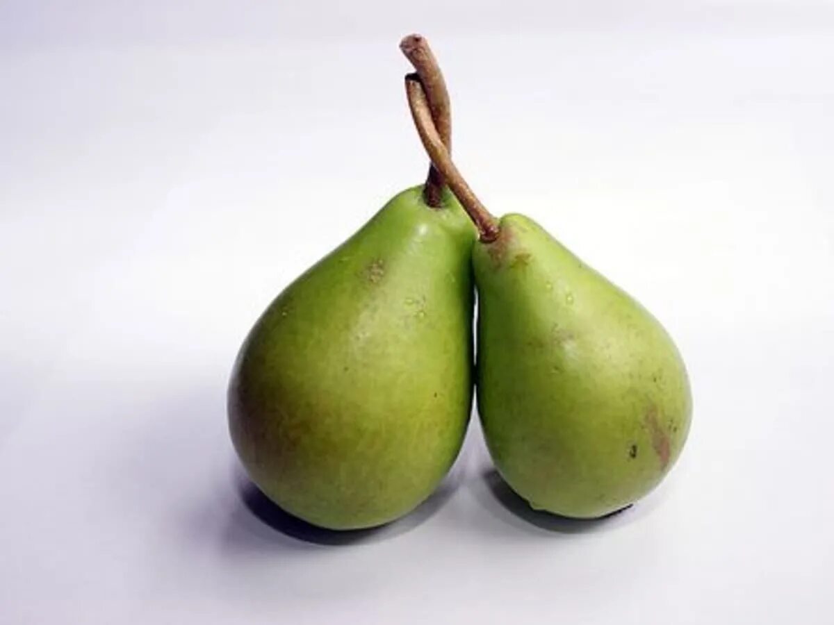 Php pear. Груша (плод). Груша референс. 5 Груш. Лечебное питание груша.