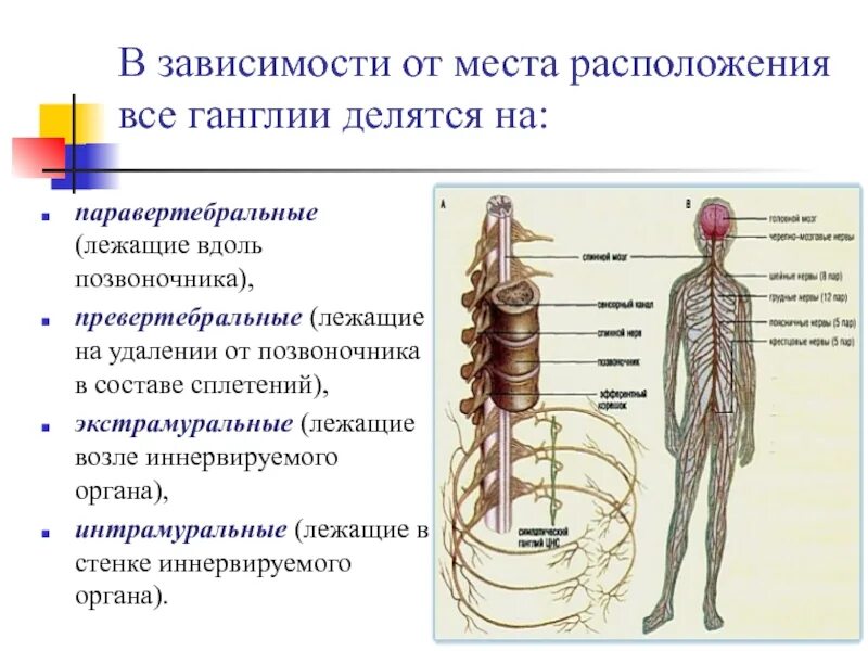 Паравертебральные превертебральные и интрамуральные ганглии. Паравертебральные симпатические ганглии. Ганглии симпатической нервной системы. Превертебральные симпатические узлы.