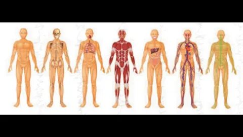 Human system