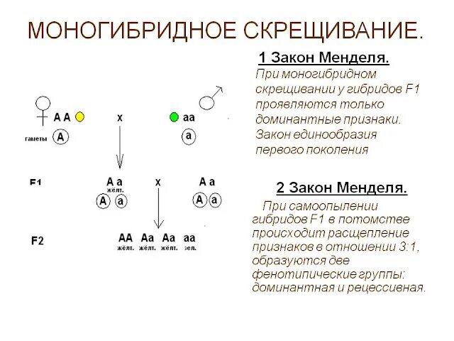 Схема образования зигот при моногибридном скрещивании. Схема моногибридного скрещивания. Анализирующее скрещивание гибридов 1 поколения. Моногибридное скрещивание 2 закон Менделя.