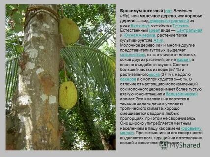 Молочное дерево из которого делают клей