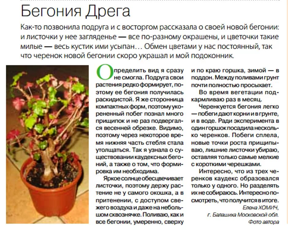 Почему бегония не цветет а растет. Бегония dregei. бегония каудексная корни. бегония дрега крапчатая. бегония дрега каудексная.