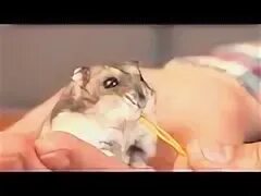 Степа сливки. Степа сливки