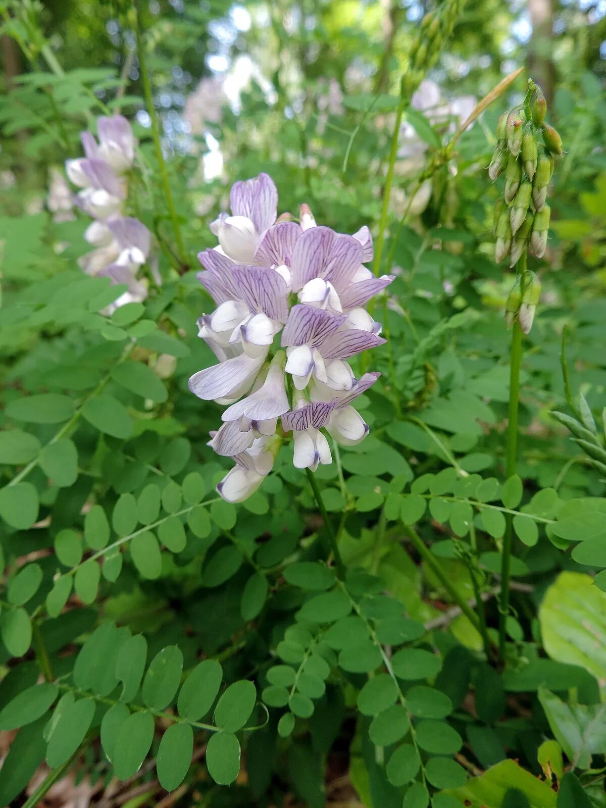 Вика Лесная горошек Лесной. Горошек Vicia. Горошек Лесной (Vicia sylvatica l.). Мышиный горошек Лесной. Горошек растение виды