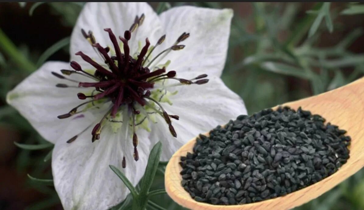 Черный тмин лучший производитель. Нигелла черный тмин семена. Тмин черный (нигелла). Nigella Sativa (Чернушка посевная). Нигелла черный тмин растение.