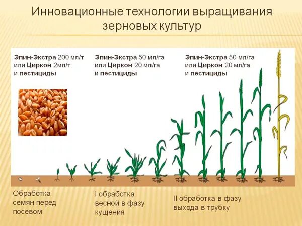 Технология возделывания Яровой пшеницы посев. Технология возделывания озимой пшеницы схема. Условия возделывания озимой и Яровой пшеницы. Схема технологии посева Яровой пшеницы.
