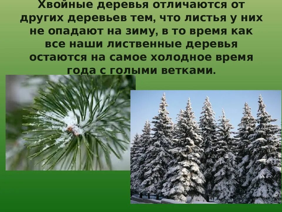 Хвойные деревья презентация. Хвойные деревья отличия. Деревья остаются. Какие деревья зимой остаются зелеными.