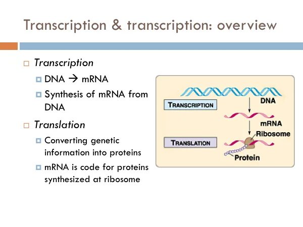 Chapter транскрипция. Primer перевод. Gene Conversion.