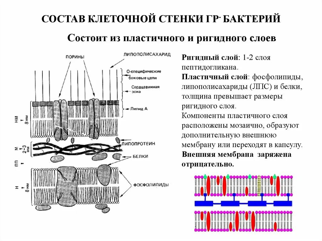 Из чего состоит стенка клетки. Строение стенки кислотоустойчивых бактерий. Методы окраски клеточной стенки бактериальной клетки. Состав клеточной стенки бактерий. Клеточная стенка кислотоустойчивых бактерий.