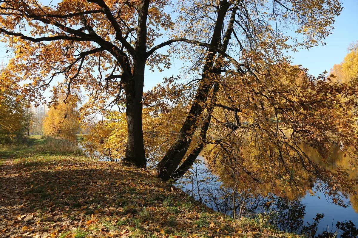 солнечный октябрь 2023. лунное затмение. солнечный октябрь картинки. солнечное затмение 25 октября 2022 в хмао. солнечное затмение в спб 25.