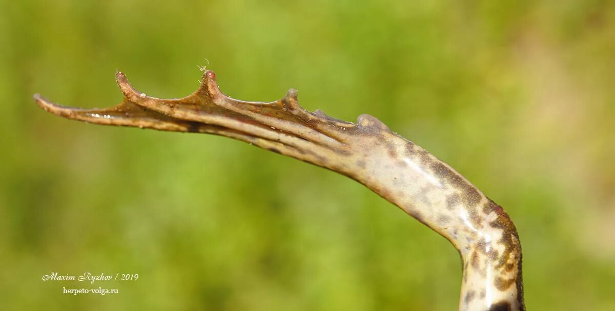 Чесночница лягушка. Чесночница обыкновенная лягушка. Обыкновенная чесночница ареал. Чесночница лягушка. Жаба чесночница обыкновенная.