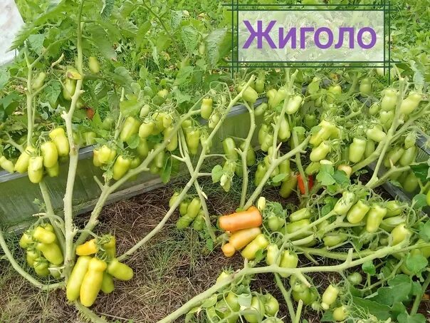 Семена Томат Жиголо Биотехника 20 шт(3 пакета) - купить по выгодной цене на Янде