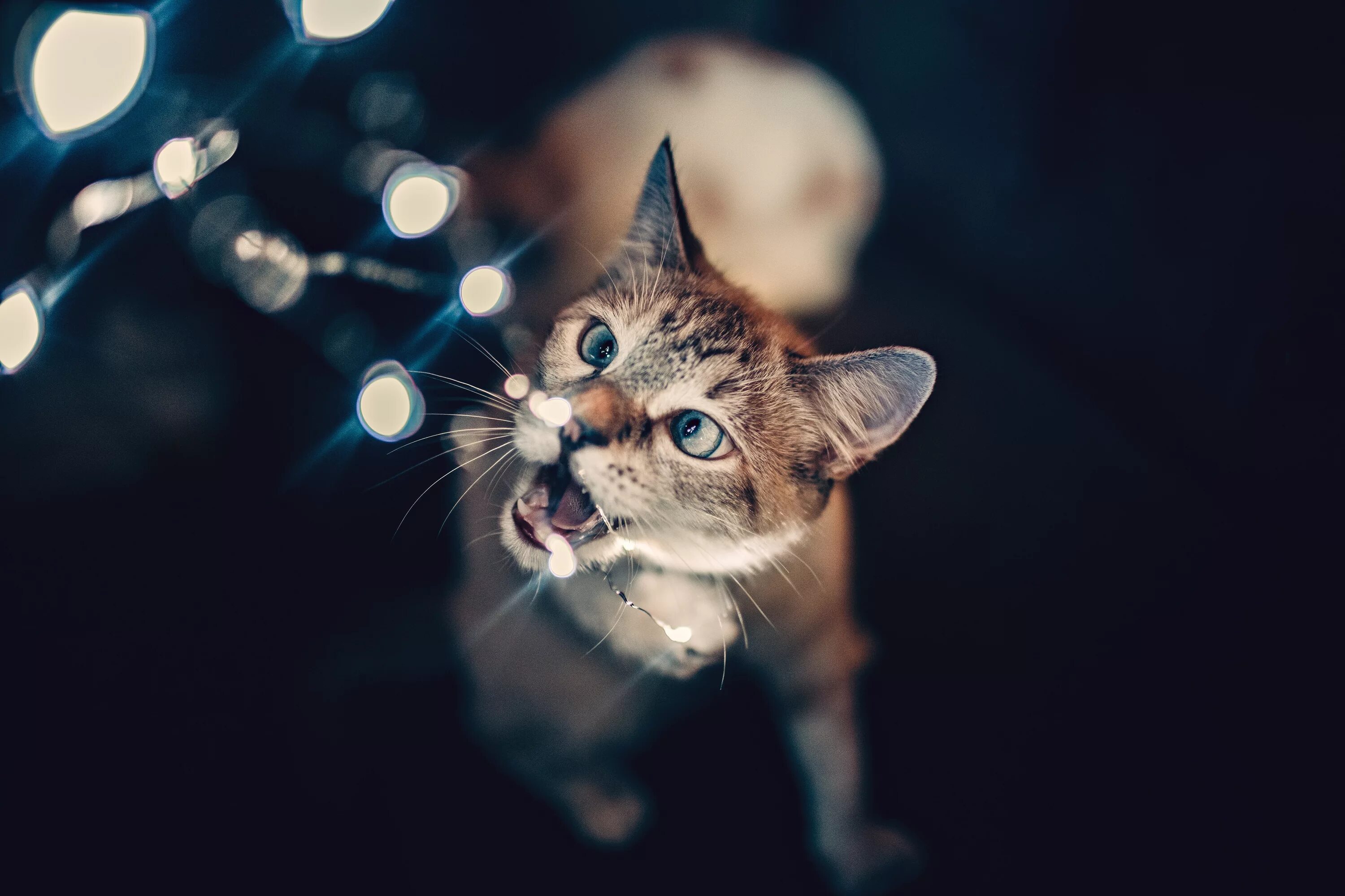 Кот на заставку. Обои на рабочий стол кошки. обои с котиками. счастливый кот. тема кошки.
