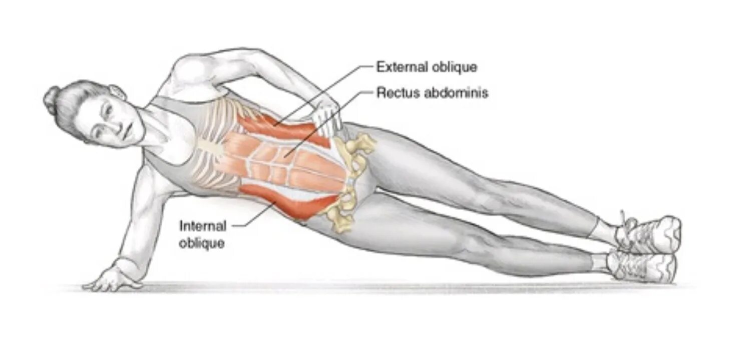 Поперечная мышца живота как накачать. Наружная косая мышца живота упражнения. Упражнения на косые мышцы живота. Боковые мышцы пресса. Упражнения на боковой пресс.