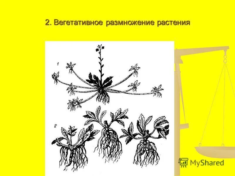 Вегетативное размножение с помощью луковиц. Вегетативное размножение декабриста. Вегетативное размножение усами примеры растений. Вегетативное размножение микроскоп. Цветок который размножается стрелой.