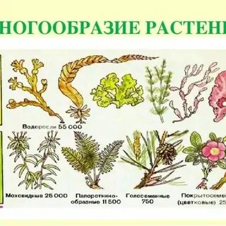 Многообразии растений листьев