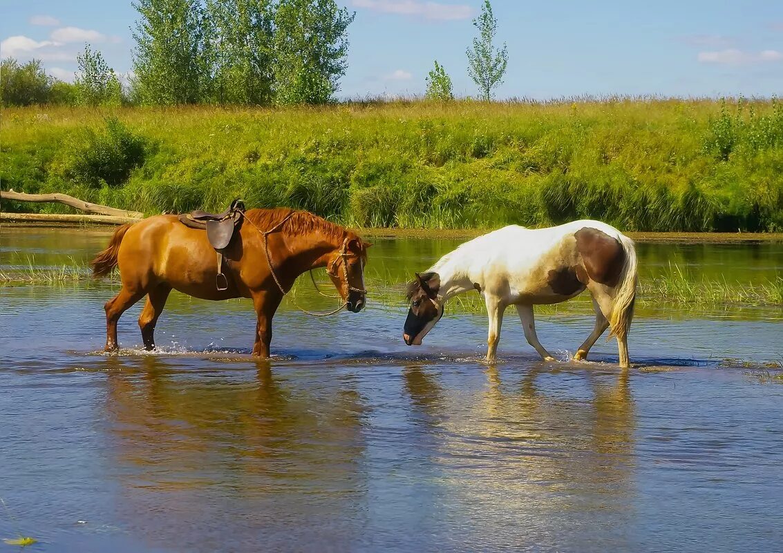 Чудесный витязь коня из реки напоил