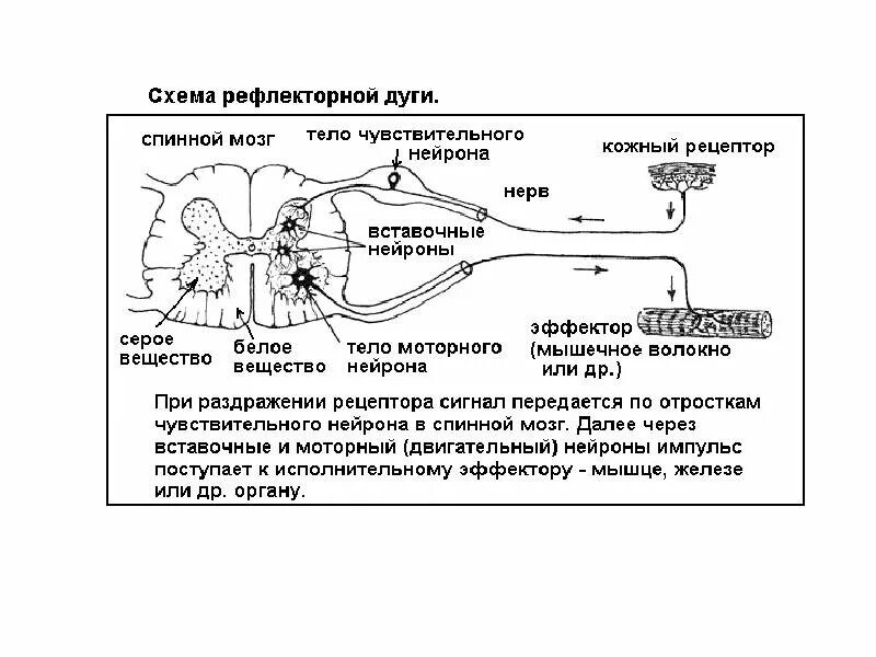 Схема сложной рефлекторной дуги спинномозгового рефлекса. Схема рефлекторной дуги головного мозга. Строение рефлекторной дуги спинного мозга. Схема строения простой рефлекторной дуги.