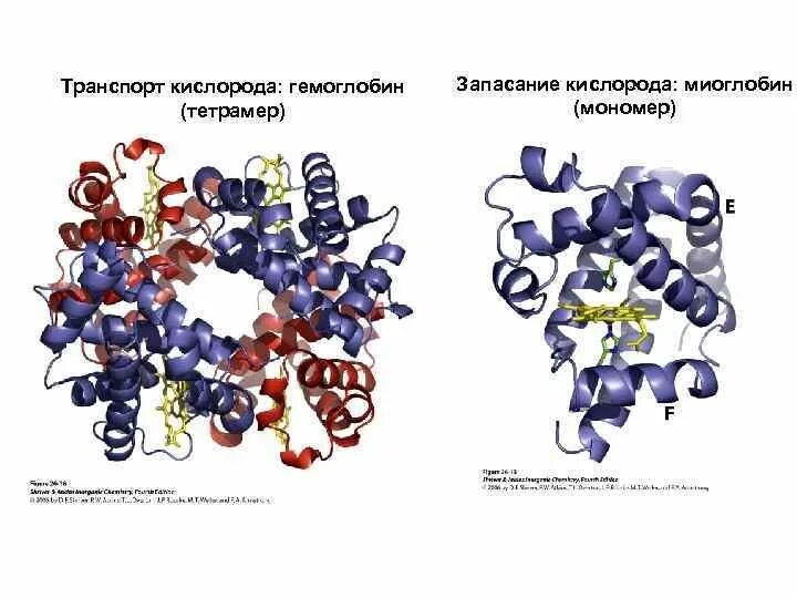 Строение гемоглобина и миоглобина. Структура миоглобина и гемоглобина биохимия. Структура и роль гемоглобина и миоглобина. Различия гемоглобина и миоглобина.