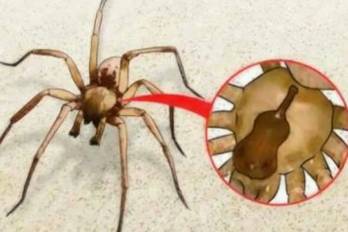 Spider bit