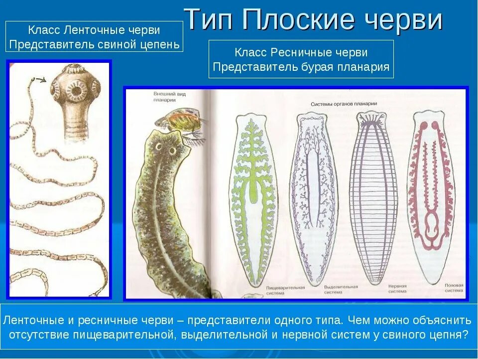 Схема многообразие плоских червей. Типы плоских червей рисунок. Строение типа плоских червей. Представители плоских черви й.