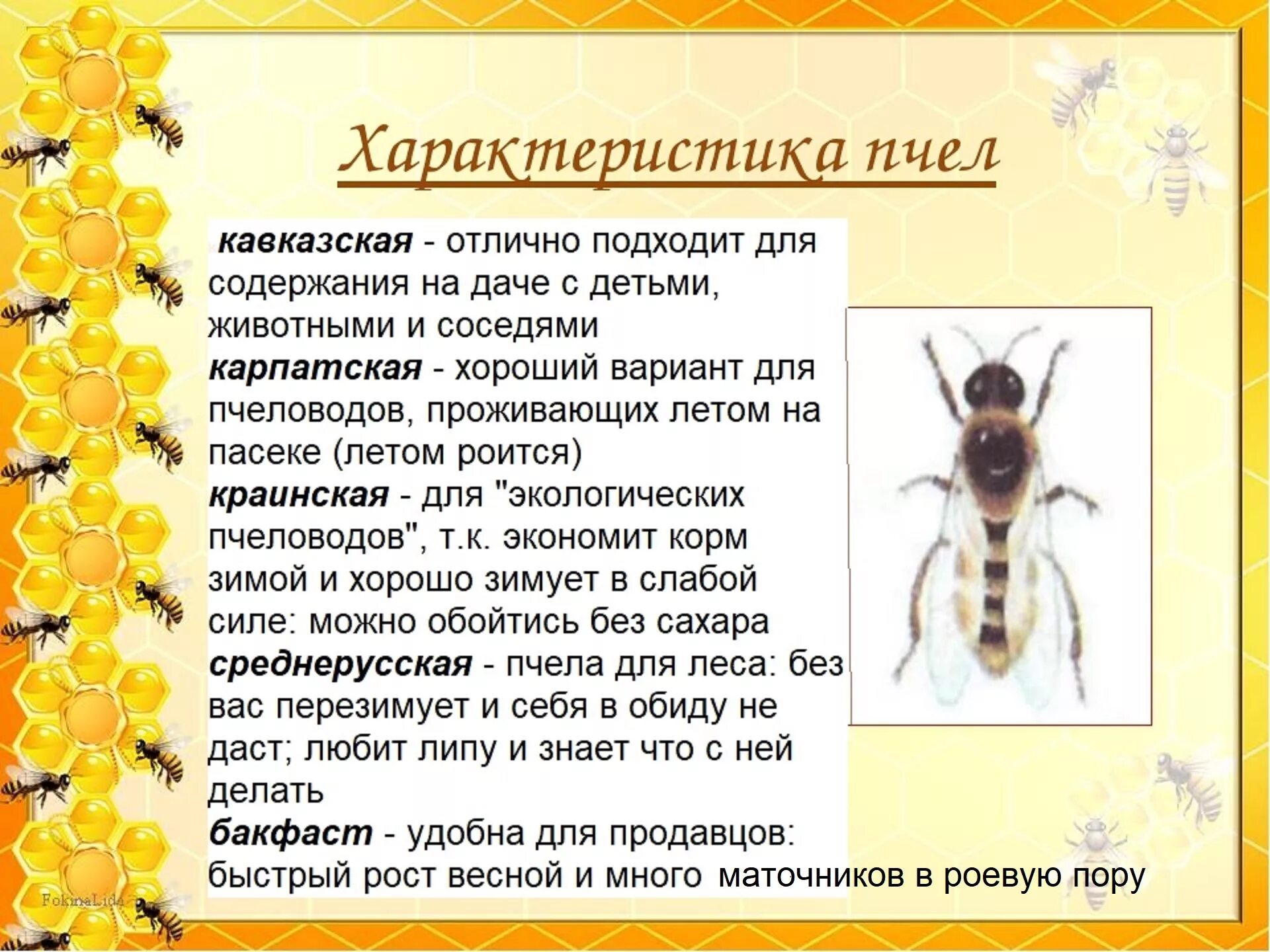 Карпатка пчела характеристики. Пчела Карника характеристика. Пчеломатка среднерусской породы. Породы пчел таблица. Какая порода пчел