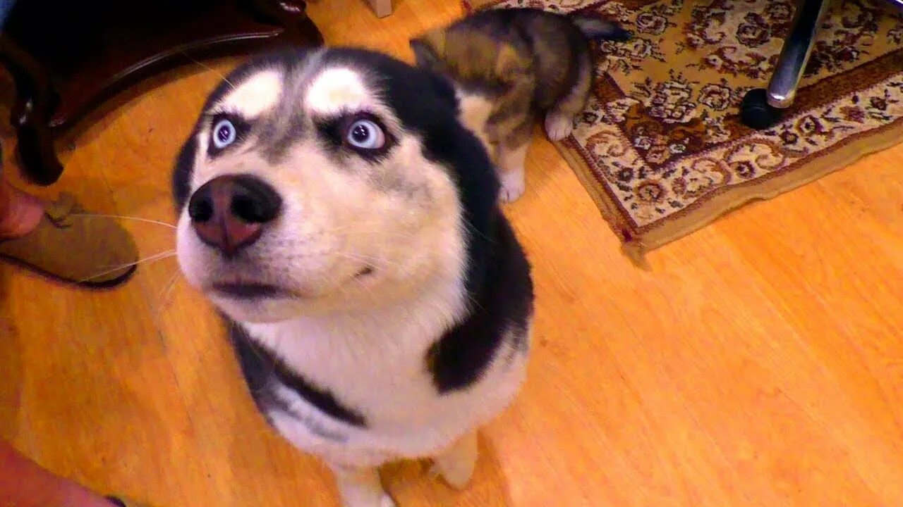 Winter river хаски. Речные хаски. Хаски боится. Хаски залез на шкаф. Собака удивление.