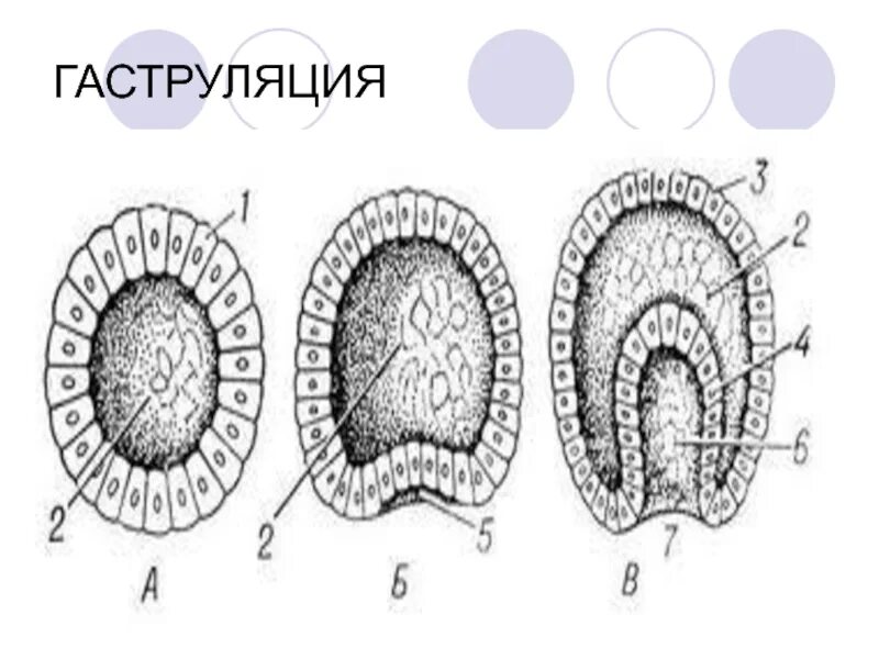 Эмбриогенез стадия гаструлы