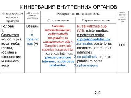 Нервные волокна иннервирующие внутренние органы