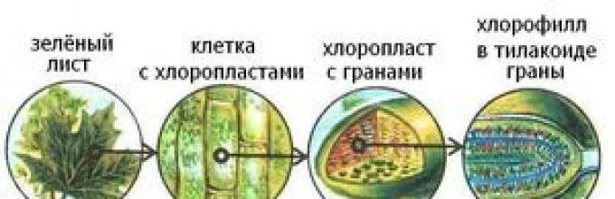 Выберите три правильных ответа зеленые растения. Строение хлоропласта фотосинтез. Лист хлоропласт хлорофилл. Хлорофилл в клетках растения. Хлорофилл в хлоропластах.