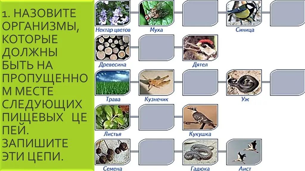 Семена гадюка. Составление схем передачи веществ и энергии по цепям питания. Составление схем передачи веществ и энергии цепей питания. Нектар цветов Муха синица цепь питания. Пищевая цепь нектар Муха.