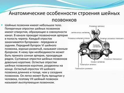 Анатомические образования характерные для шейных позвонков