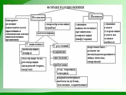 Способы вегетативного размножения побегами