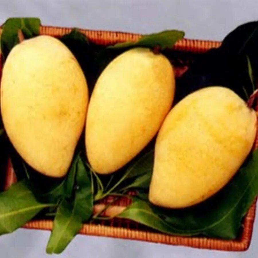 Вьетнамский манго