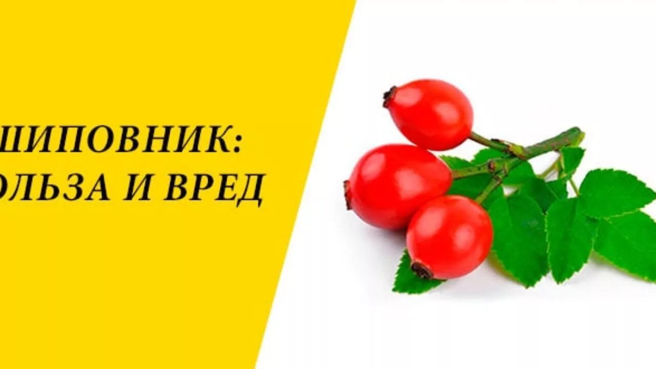 Вред шиповника для мужчин. Шиповник польза и вред. Шиповник польза и вред для здоровья. Шиповник польза. Шиповник чем полезен для женщин.