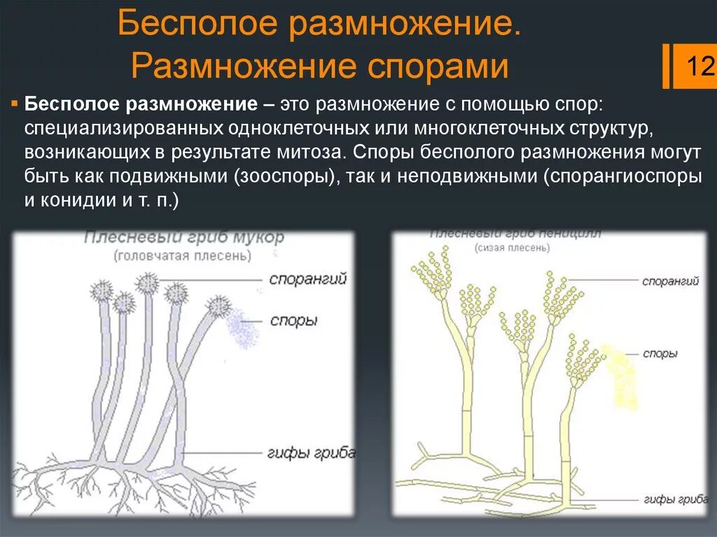 Размножение спорами. Размножение растений спорами. С помощью спор размножаются. Бесполое размножение.